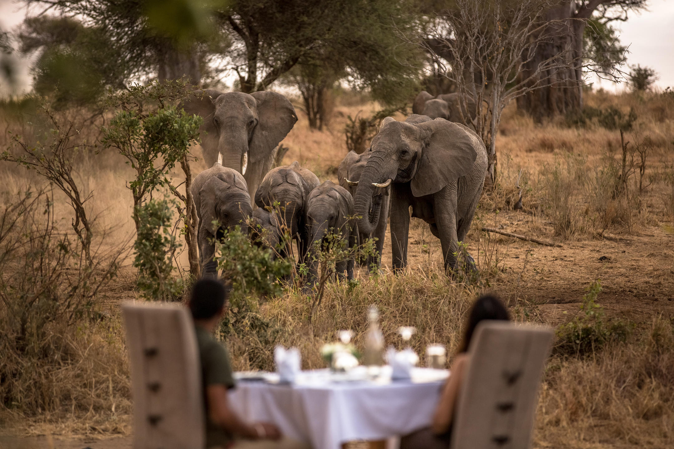 Breakfast with the elephants